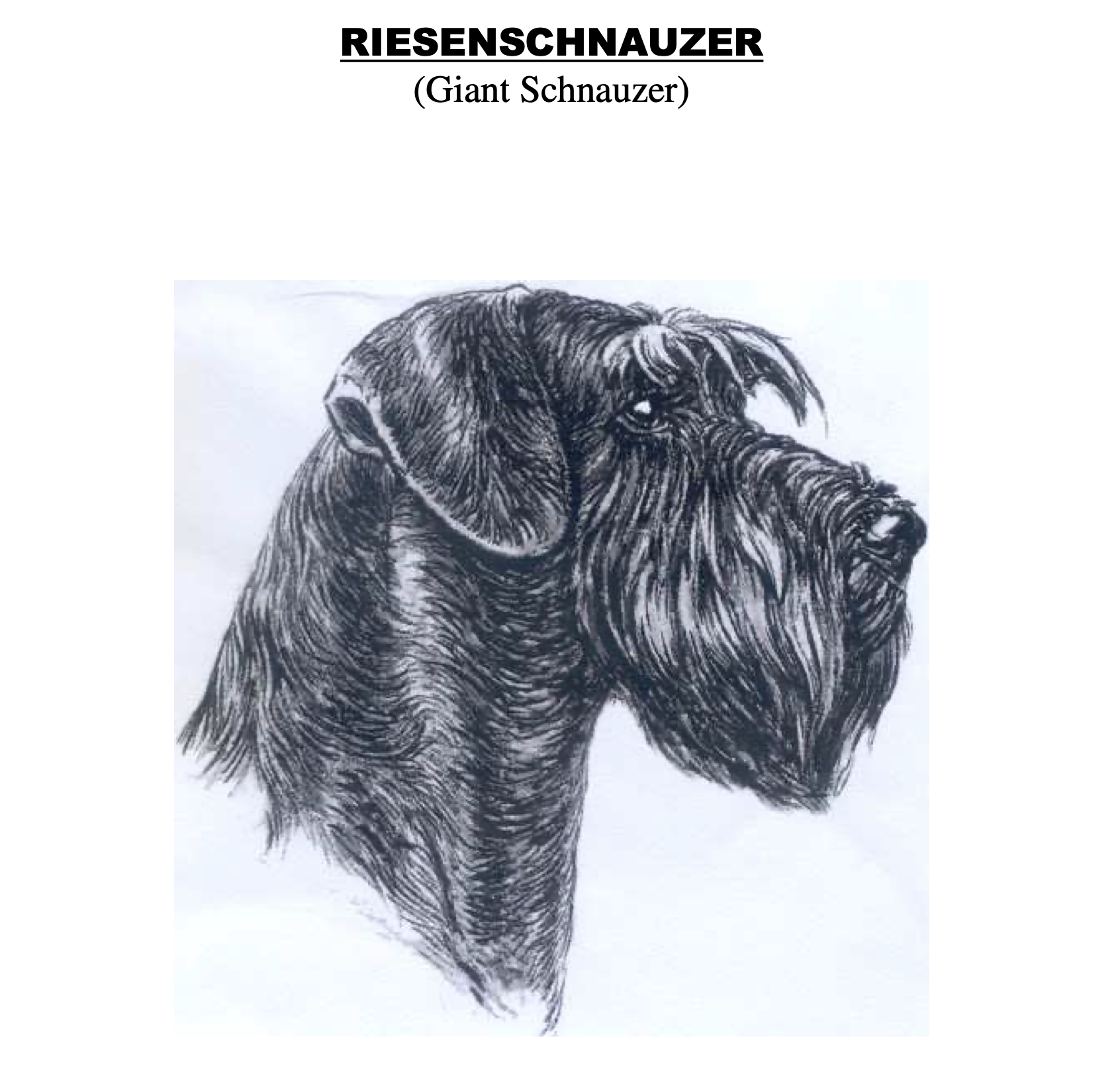 Riesenschnauzer FCI Standards 181g02 en