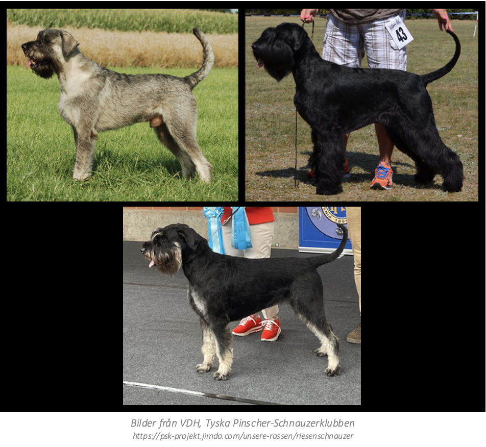 VDU Riesenschnauzer