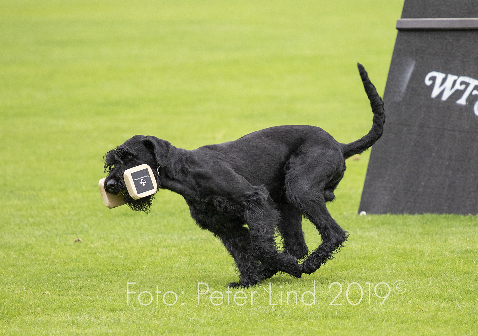 Monika Lennox Apport SM Kval 061619 w