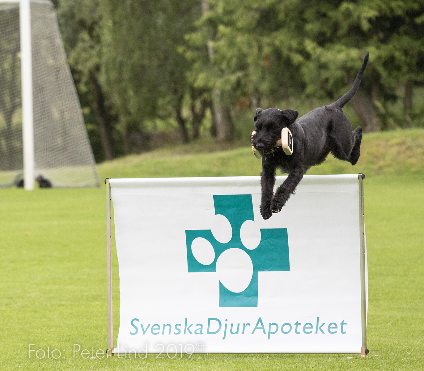 Peter Tesla Apport SM Kval 061619 w