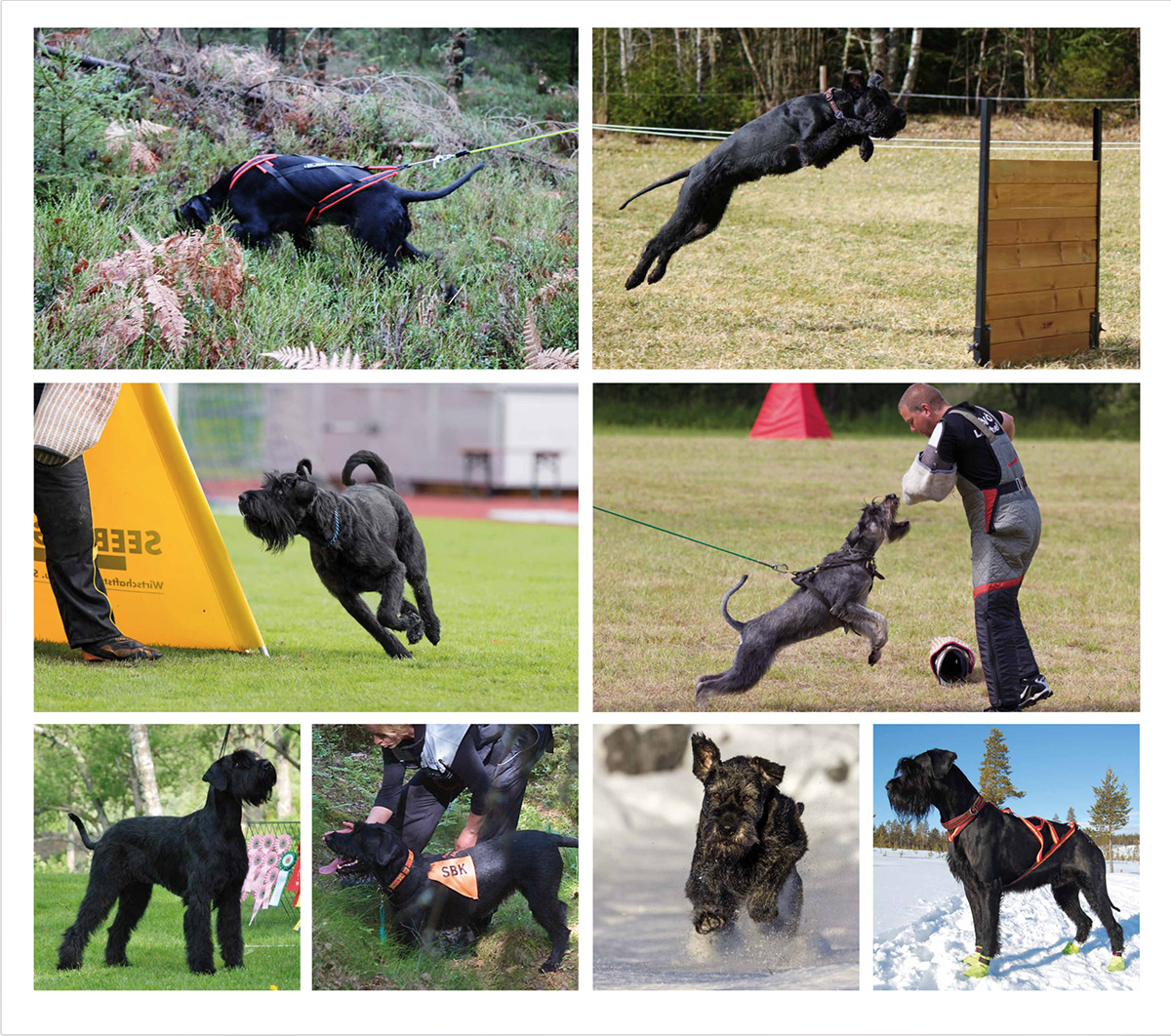 Riesenschnauzer Collage