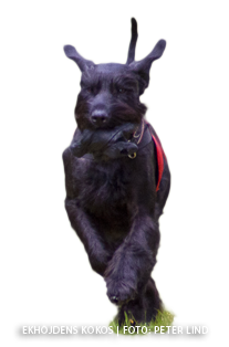 tavling kokos