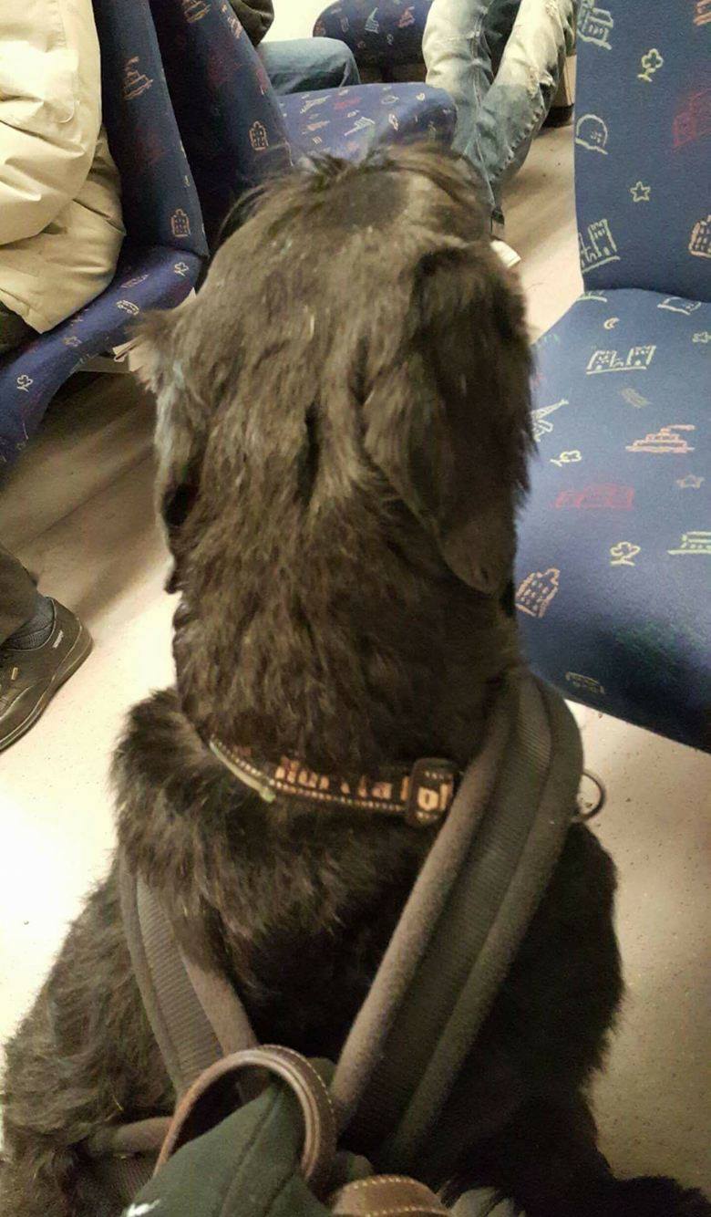 bussfärd
